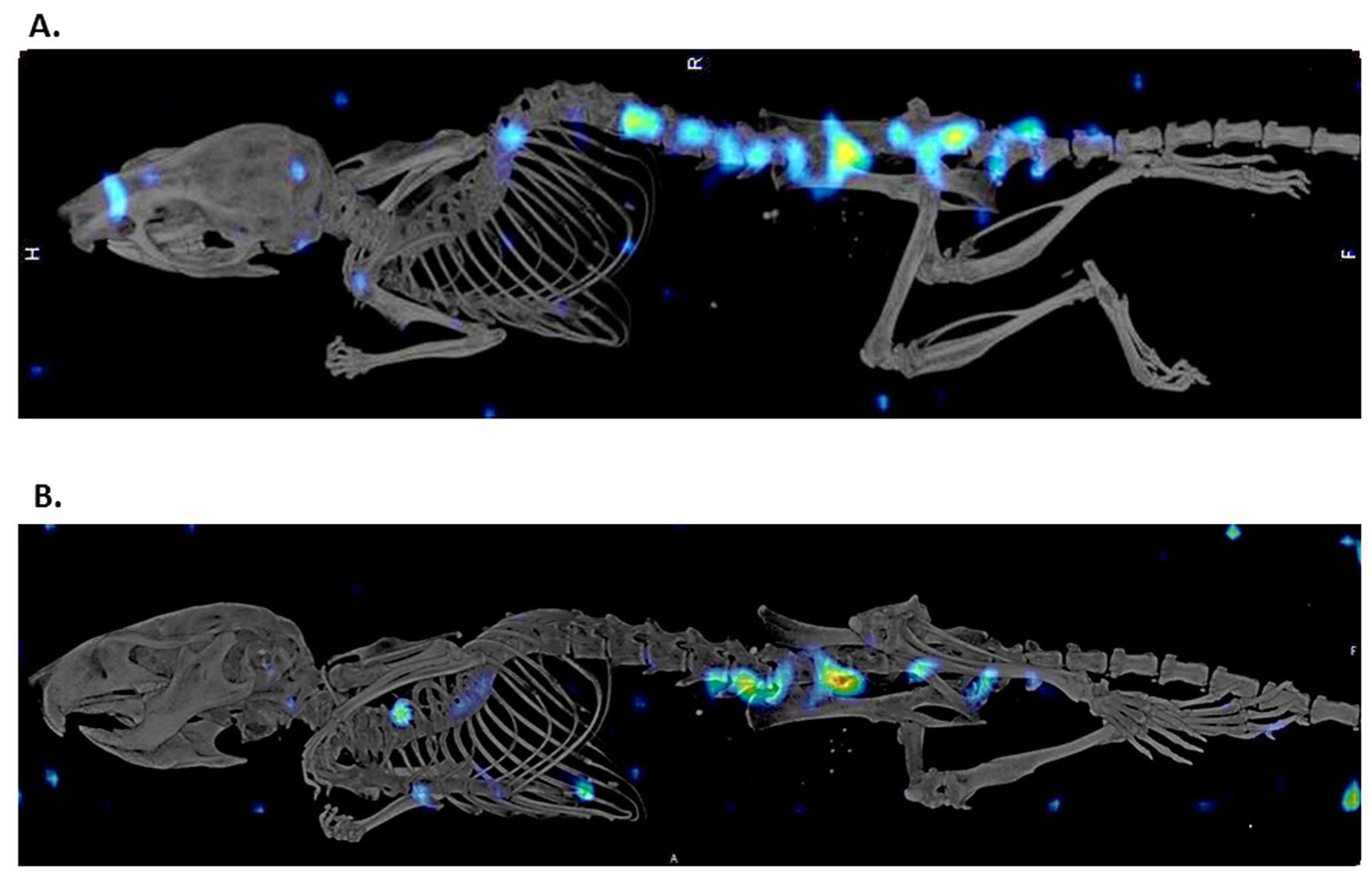 Fused small-animal micro-PET/CT images showing a rodent skeleton from CT with positron-emitting radiotracer uptake mapped in colour