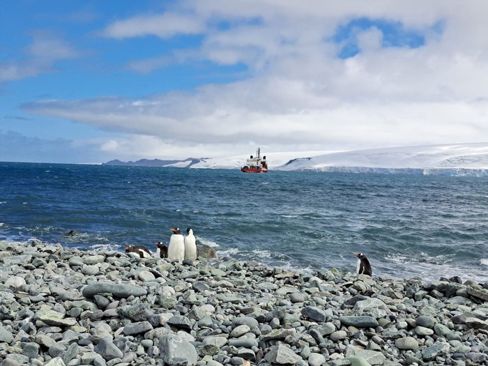 Penguins on a pebble beach with the expedition ship in the bay