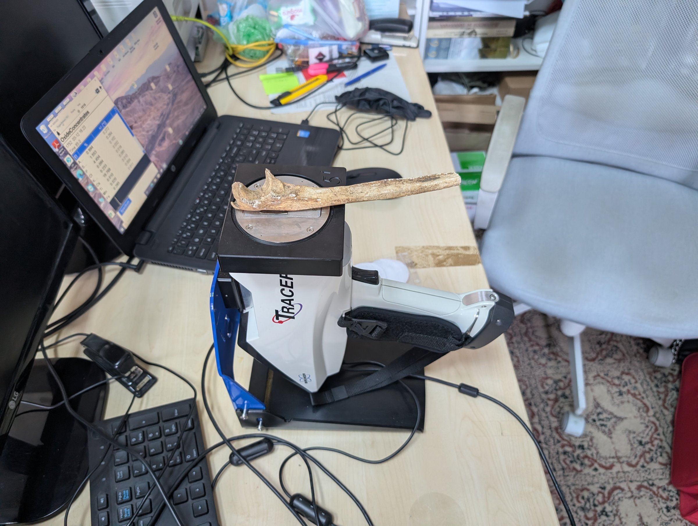 Archaeological bone analysed on a Bruker Tracer 5i portable XRF spectrometer in the laboratory